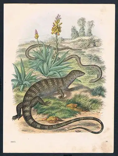 Waran Echse lizard Schlange snake Tiere animals engraving