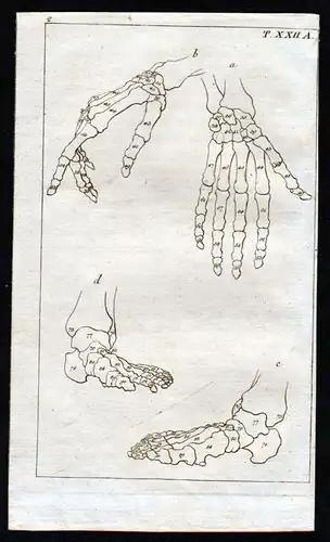 Hand Fuß foot bones Knochen Anatomie anatomy Medizin medicine Kupferstich