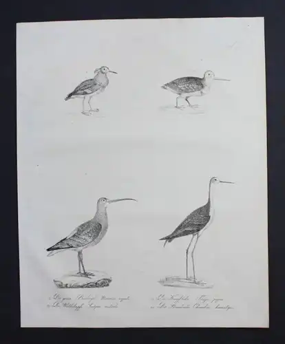 Brachvogel curlew bird Vogel Inkunabel Lithographie Brodtmann lithograph