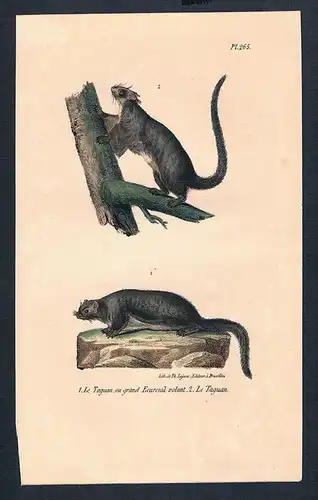 Riesengleithörnchen Hörnchen Taguan Original Lithographie lithography
