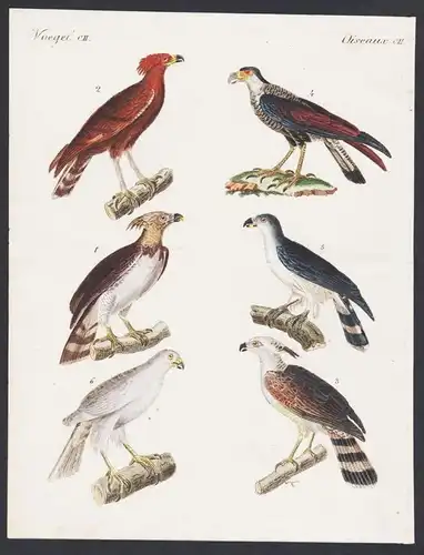 - eagle eagles Adler bird birds Vogel Vögel engraving antique print Bertuch