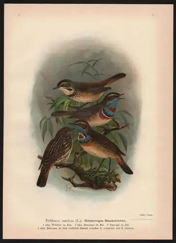 Blaukehlchen blue bird Vögel Vogel bird birds Farblithographie Naumann