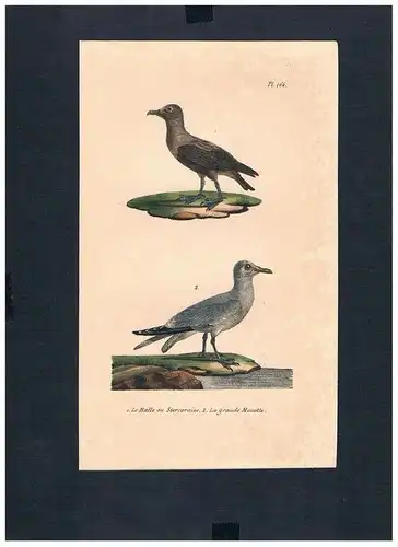 Möwen Möwe seagulls gull Vogel Vögel bird birds Lithographie Lithograph