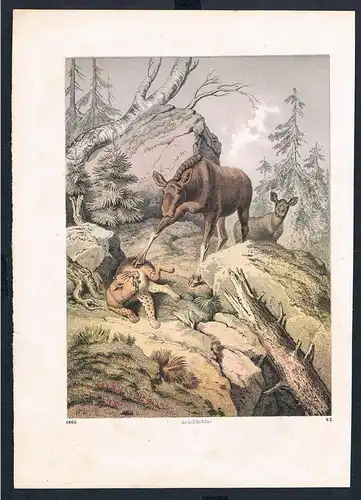 Luchs lynx Elch moose Jagd hunting animals animal Original Druck print