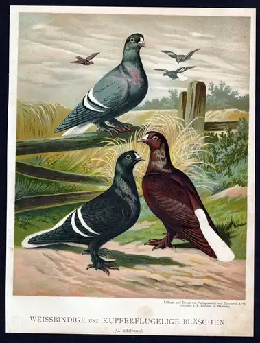 Weissbindige Bläschen Taube Tauben pigeon pigeons Litho Lithographie