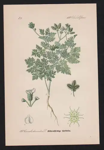 Möhren-Haftdolde Lithographie Kräuter Heilkräuter herbs herbal