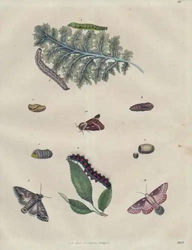 Schmetterling Schädling Raupe Puppe butterfly Original Lithographie