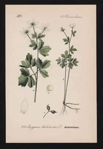 Muschelblümchen Isopyrum Kräuter Heilkräuter herbs herbal Lithographie