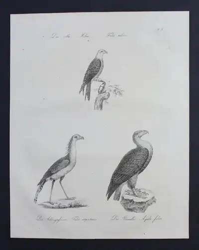 Steinadler Adler eagle Milan Inkunabel Lithographie Brodtmann lithograph