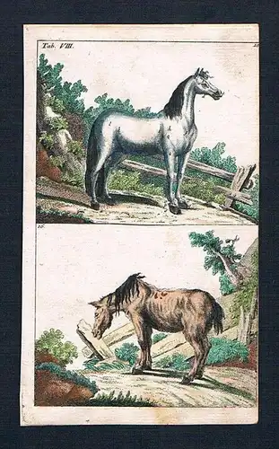 Pferd Pferde horse horses animal animals engraving Original Kupferstich