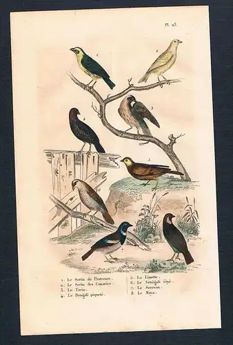 Girlitz Zeisig Vögel birds bird  engraving