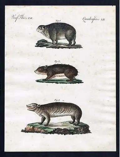 Vierf. Thiere LII - Fettthiere verschiedener Art - Klippschliefer rock hyrax Wüstenschliefer Schliefer Säuge