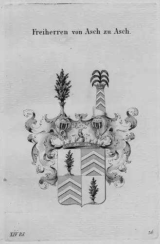 Asch Wappen Adel coat of arms heraldry Haraldik Kupferstich