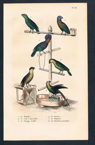 Papagei Papageien Vögel birds  engraving