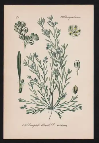 Hirschsprung Corrigiola Kräuter Heilkräuter herbs herbal Lithographie
