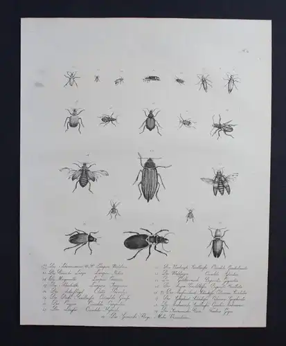Prachtkäfer Käfer bug animal Inkunabel Lithographie Brodtmann lithograph