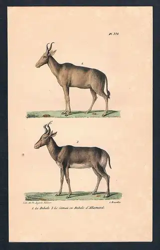 Kuhantilope Antilope Antilopen Gazelle animal Lithographie lithography