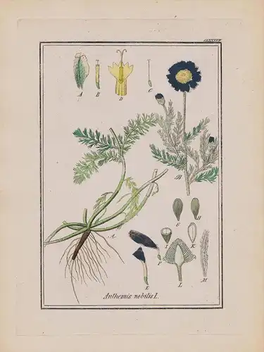 Römische Kamille Anthemis Kräuter Heilkräuter herbal herbs Kupferstich