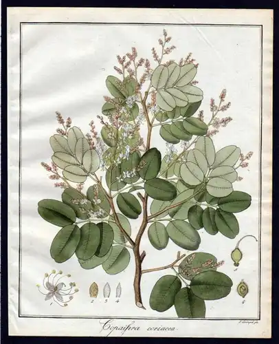 "Copaifera coriacea" - Copaifera Baum Botanik botany Kupferstich engraving antique print
