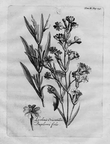 Lychnis Pechnelke Nelke Heilkräuter Kräuter