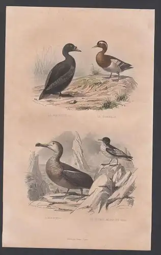 Albatros Ente duck Vögel Vogel bird birds animals  engraving