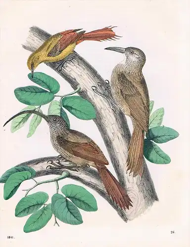 Baumhacker Vögel Vogel - Lithographie lithography