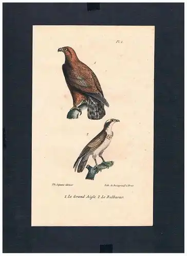 Adler eagle Falke falcon Vögel bird birds Lithographie Lithograph