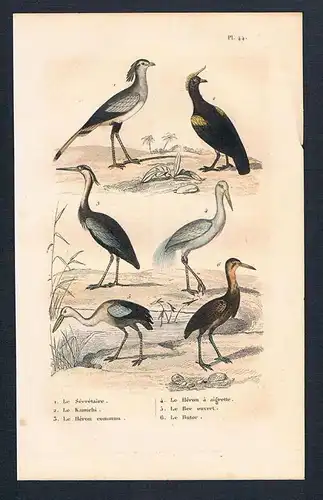 Sekretär Reiher Vögel Vogel birds  engraving