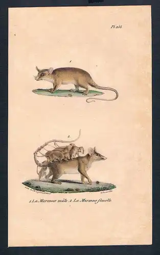 Opossum Beutelratte Ratte Marmose Original Lithographie lithography