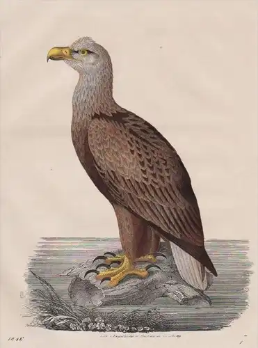 Seeadler Adler eagle sea eagle Vogel bird birds Original Lithographie