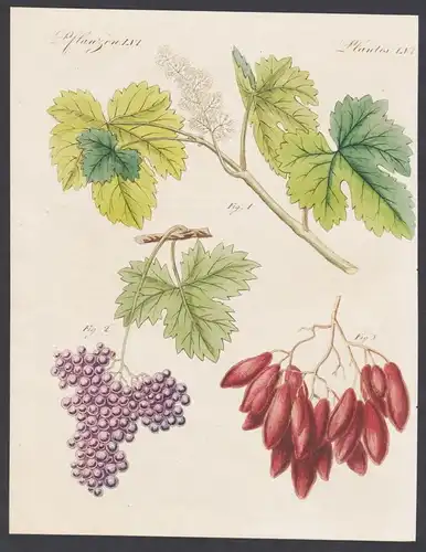 Pflanzen LVI - Grosse und kleine Rosinen - Wein wine Weintrauben grapes Rosinen raisins Rosine raisin Zibebe P