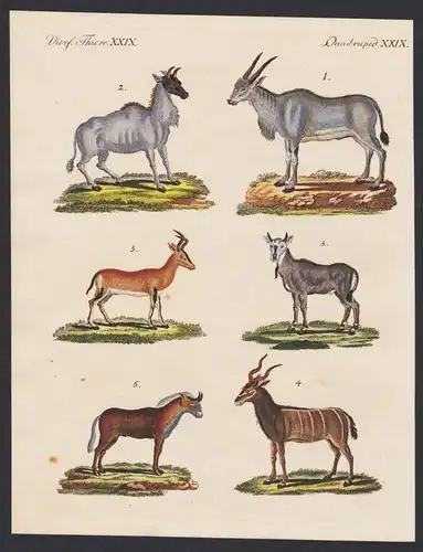 Vierf. Thiere XXIX / Quadruped. XXIX - Der Empophos - Der Biggel - Der Nylgau - Der Kudu - Der Bubal - Der Gno