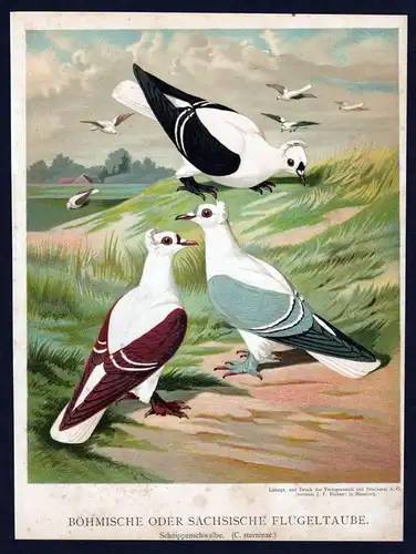 Flügeltaube Böhmen Sachsen Taube Tauben pigeon pigeons Litho Lithographie