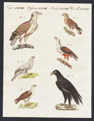 - Flores hawk eagle bearded vulture Adler engraving antique print Bertuch
