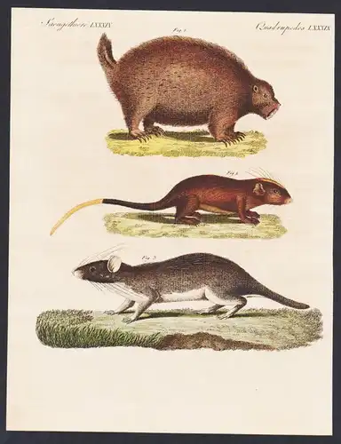 Saeugethiere LXXXIX. - 1) Das Canadische Stachelschwein. 2) Die goldschwänzige Stachelmaus. 3) Die rothe Stac