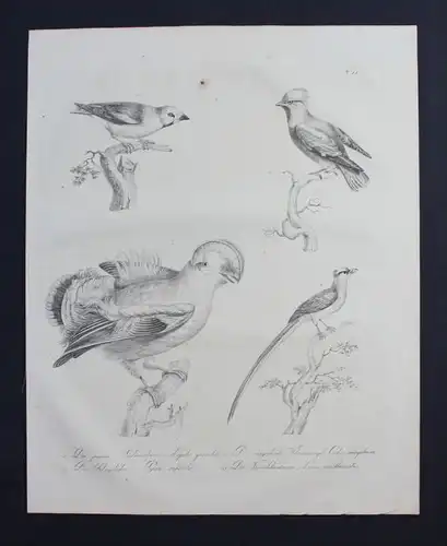 Seidenschwanz waxwing bird Inkunabel Lithographie Brodtmann lithograph