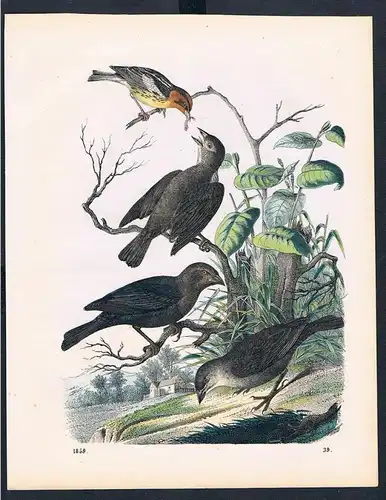 Vogel Vögel bird birds Fütterung feeding Original Lithographie