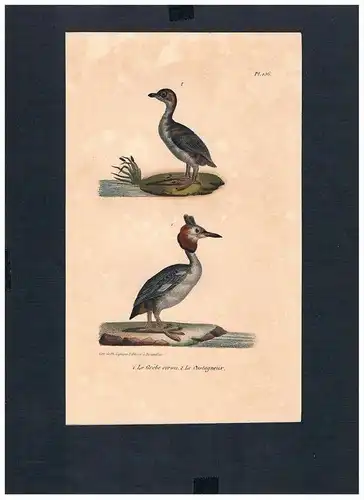 Ohrentaucher horned grebe Vogel Vögel bird birds Lithographie Lithograph