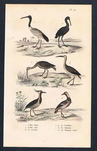 Ibis Kiebitz Vögel Vogel birds  engraving
