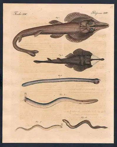 Fische XLIV. Sonderbare Knorpelfische. 1) Der Rhinobates-Roche. 2) Der Thouim-Roche. 3) Dombey's Bauchkiemer.