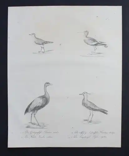 Kiebitz lapwing bird Vogel Inkunabel Lithographie Brodtmann lithograph