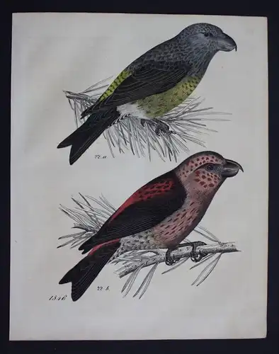 Kreuzschnabel Fink Vogel crossbill bird Lithographie Lithograph