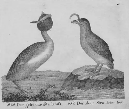 Steißfuß Straußtaucher Vögel bird Taucher Lithographie litho lithograph