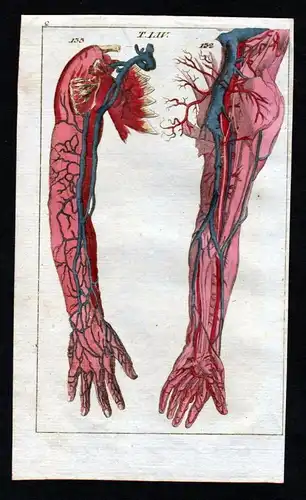 veins Venen arm blood vessels Anatomie anatomy Medizin medicine Kupferstich