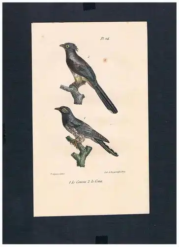 Kuckuck cuckoo Vogel Vögel bird birds Lithographie Lithograph