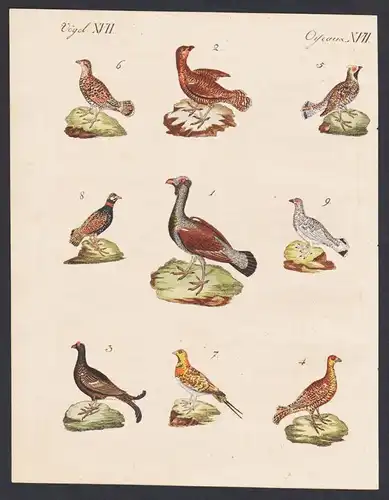 Vögel XVII / Oiseaux XVII - Waldhühner verschiedener Art - Der Auerhahn - Die Auerhenne - Der Birkhahn - Das