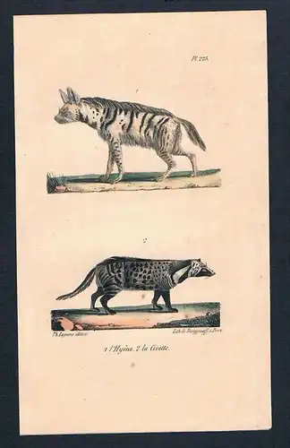 Hyäne hyene Dachs Civette Raubtier Original Lithographie lithography