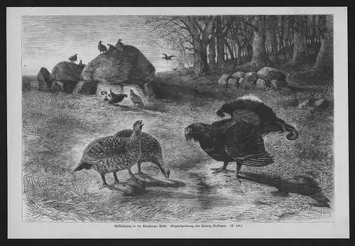 Birkhuhn Hühner Huhn Black Grouse chicken wood engraving Holzstich