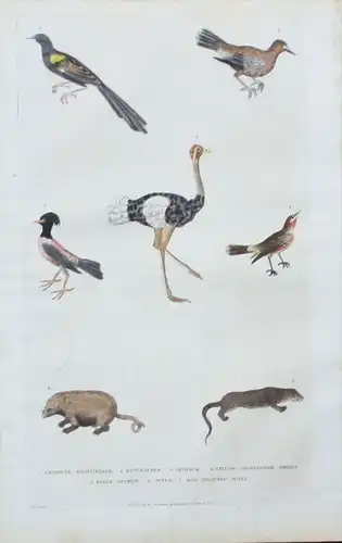 Nachtigall nightingale Vogel bird Otter animals engraving Kupferstich