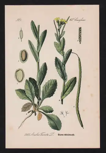 Gänsekresse Arabis Kräuter Heilkräuter herbs herbal Lithographie